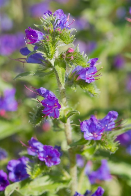 BUGLOSS DE LA VÍBORA Echium vulgare