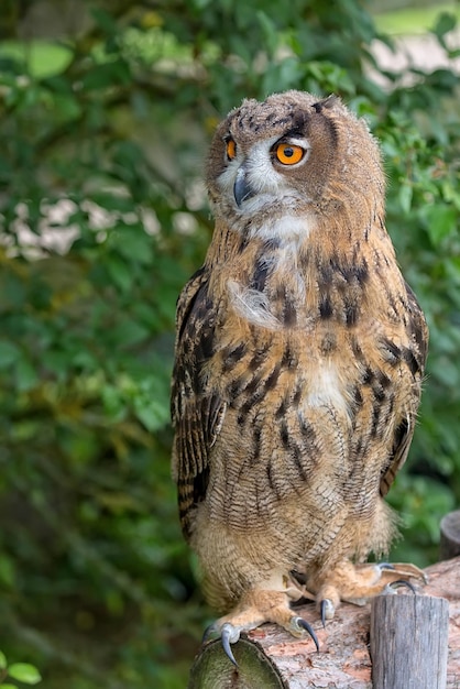 El búho águila en el bosque