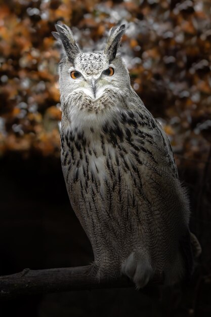 El búho del águila de Eurasia