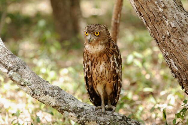 Foto el búho águila eurasiático bubo bubo pájaro único en la rama sri lanka