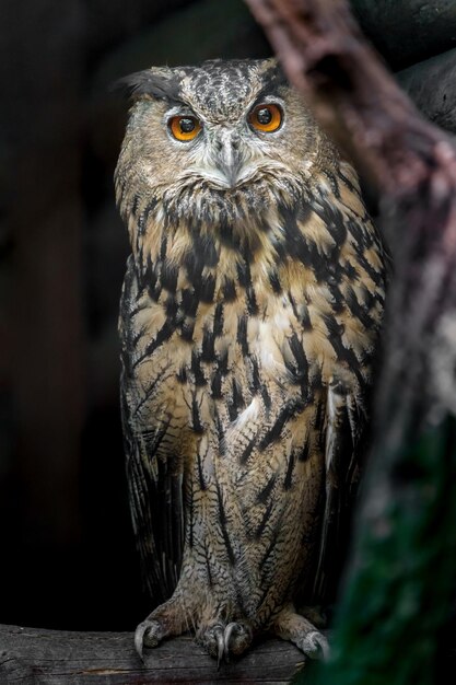 Búho de águila euroasiático