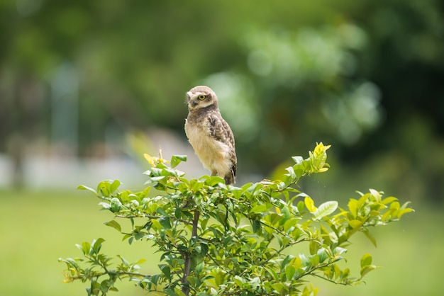 Búho en el árbol mirando a un lado