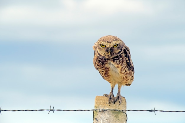 Buho barranqueros sobre poste de la cerca en el campo