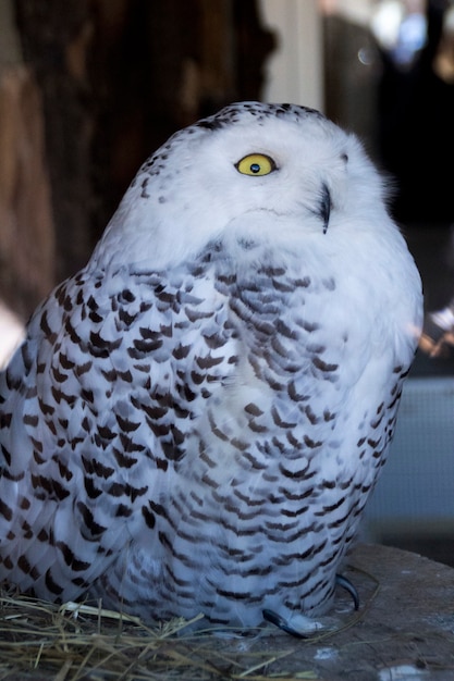 Búho blanco con ojos amarillos