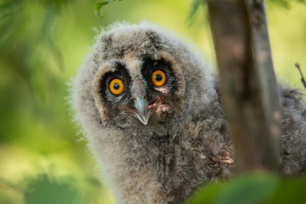 Búho chico Asio otus - retrato de portarretrato de mochuelo.