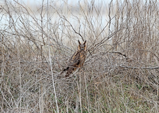 Un búho chico en plumaje de invierno se asienta sobre un denso arbusto. Se puede utilizar para guiar e identificar aves.
