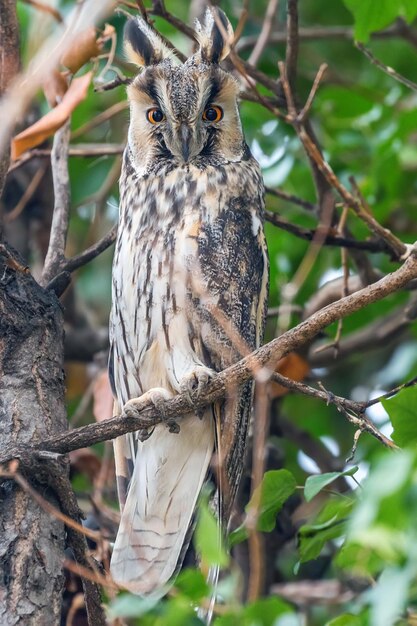 Búho chico sentado en un árbol (Asio otus)