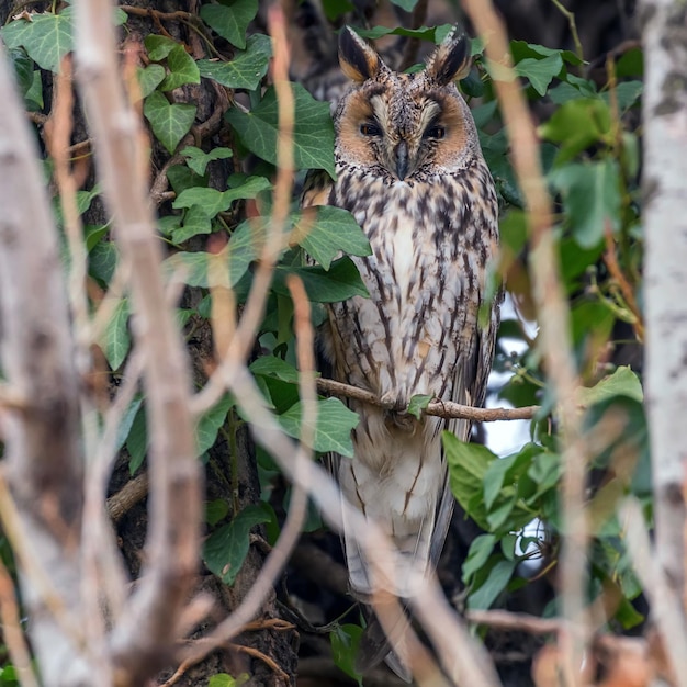 Búho chico sentado en un árbol (Asio otus)