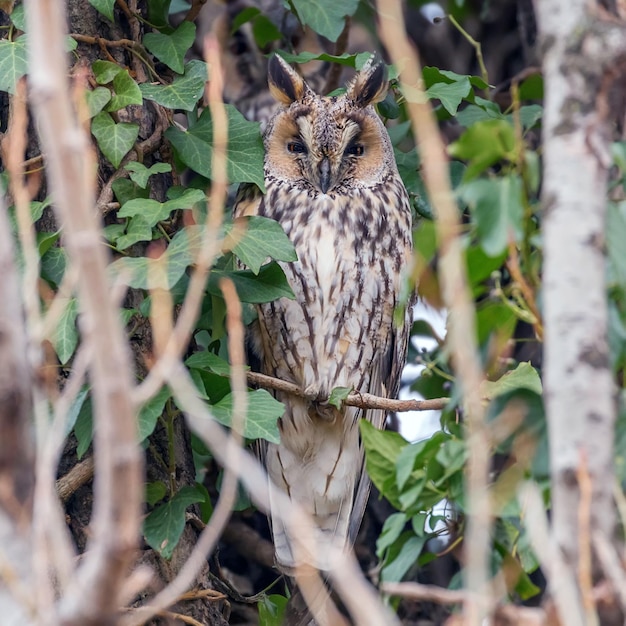 Búho chico sentado en un árbol (Asio otus)