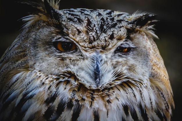 Búho español en una feria medieval de rapaces