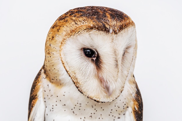 Búho Foto de lechuza bebé de alta resolución Lechuza común Tyto furcata o Tyto alba también conocida como Lechuza común Lechuza católica y Sudario esta especie pertenece a la familia Tytonidae