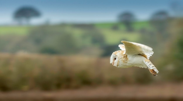 Foto el búho de granero volando sobre el campo