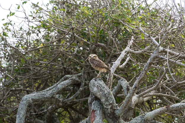 Búho libre en la naturaleza vigilando las ramas de un árbol en Rio das Ostras en Río de Janeiro.