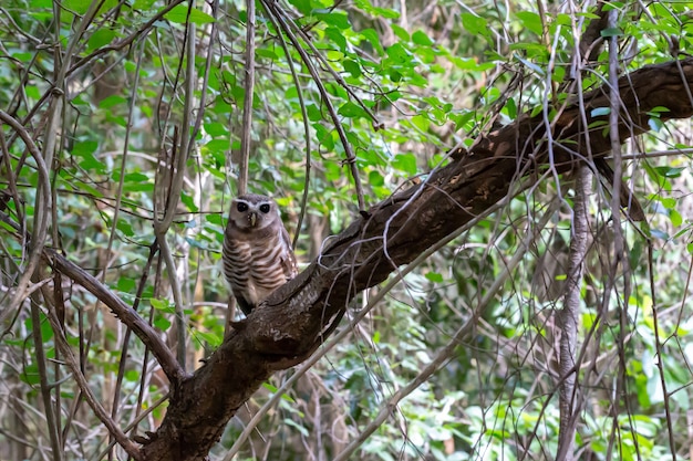 Búho lindo en la rama de un árbol