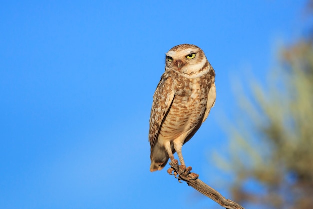 Buho de madriguera se posa en la rama en Arizona