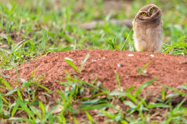 El búho de madriguera, también llamado caburet de campo, búho de playa, búho de campo, minero, se llama "búho de madriguera" por vivir en agujeros cavados en el suelo.