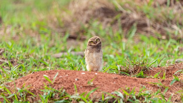 El búho de madriguera, también llamado caburet de campo, búho de playa, búho de campo, minero, se llama "búho de madriguera" por vivir en agujeros cavados en el suelo.