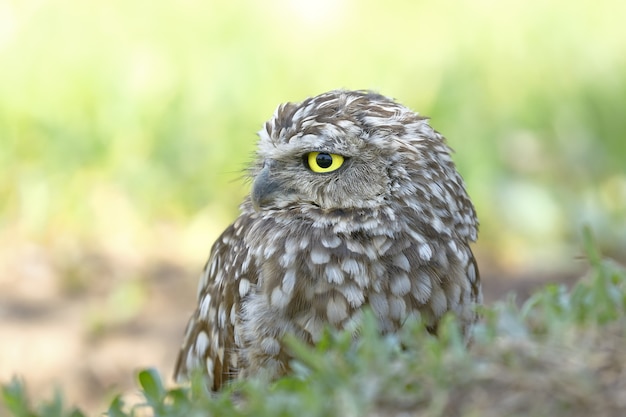 Búho de madriguera