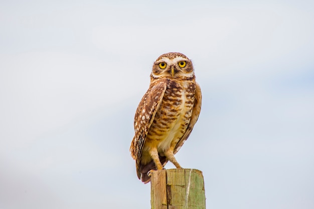 buho de madriguera