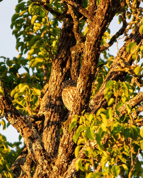 búho de la mañana