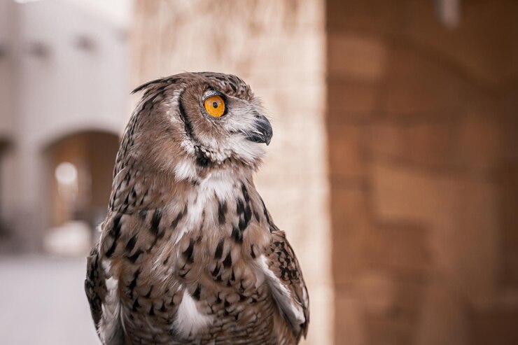Búho marrón en el zoológico