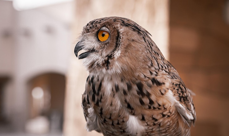 Búho marrón en el zoológico