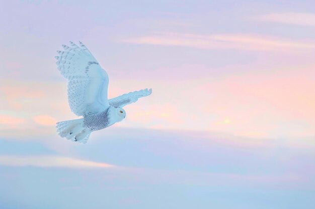 Un búho de nieve en vuelo contra un cielo ártico crepúsculo