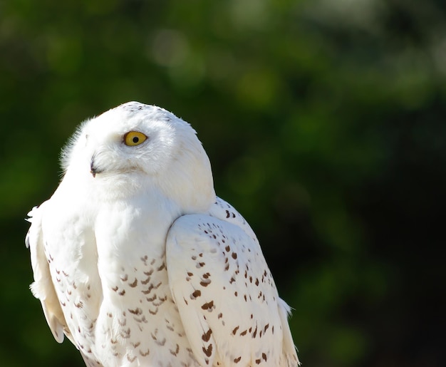 Búho nival (bubo scandiacus) en una exhibición de aves rapaces