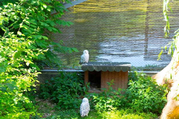 El búho nival (Bubo scandiacus), también conocido como búho polar, búho blanco y búho ártico