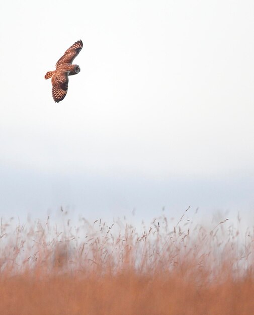 Foto el búho de ojos cortos asio flammeus es un pájaro solitario en vuelo en gloucestershire