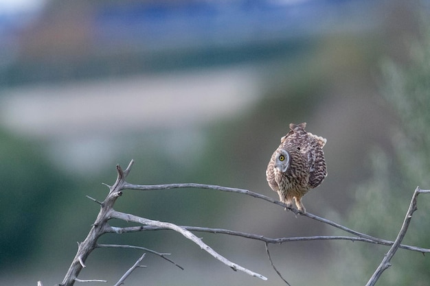 Búho de orejas cortas Asio flammeus Málaga España