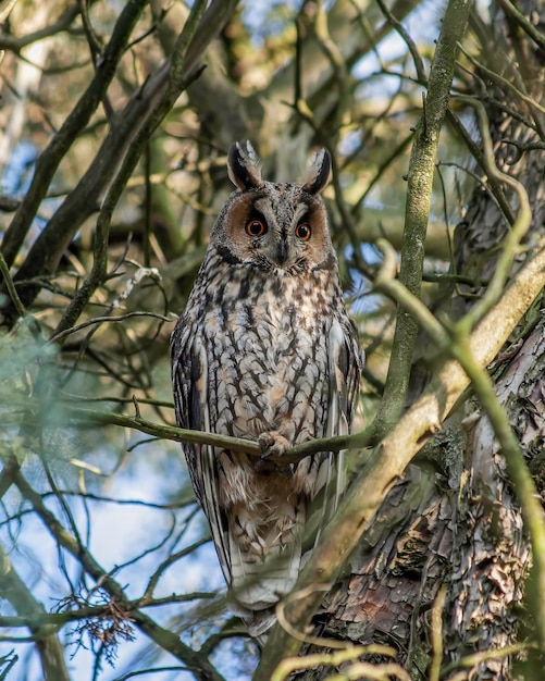 Foto búho de orejas largas asio otus encaramado en una rama concepto de protección de la vida silvestre fotografía de la naturaleza ave de presa nocturna vinculada a la mala suerte y la suerte