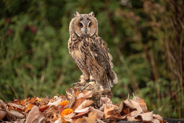 El búho de orejas largas en las hojas de otoño