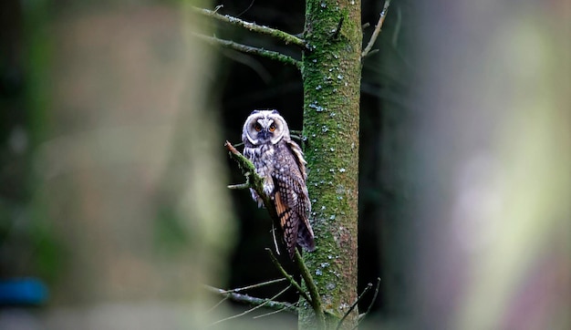 Búho de orejas largas juvenil encaramado en el bosque