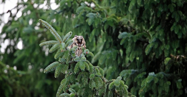 Búho de orejas largas juvenil encaramado en el bosque