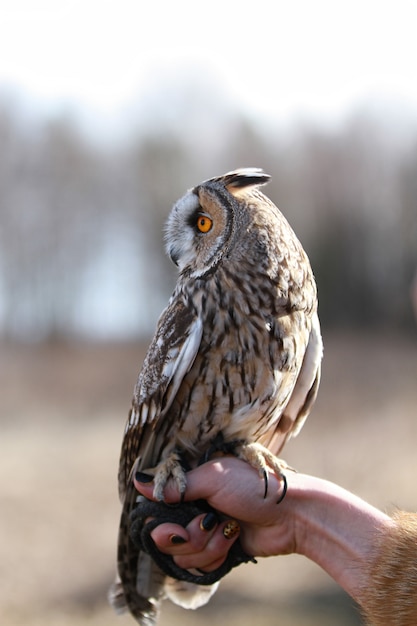 Búho de orejas largas rendido en el campo para volar y cazar