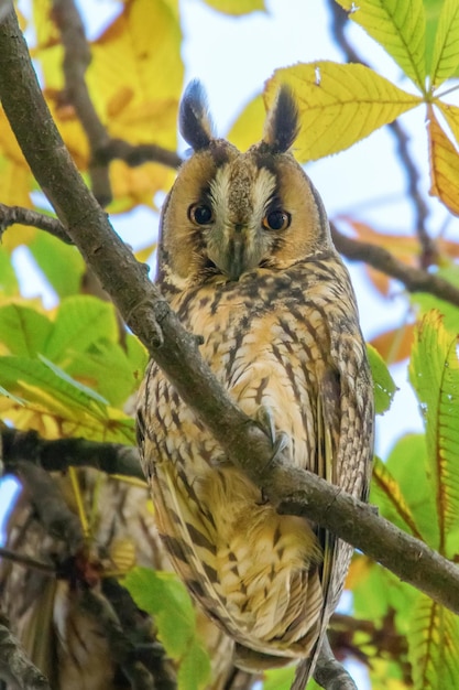 Búho de orejas largas sentado en un árbol Asio otus