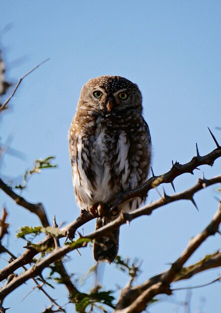 Foto búho en el parque nacional kruger - sudáfrica