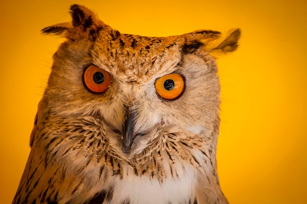 Búho rapaz en una muestra de aves rapaces, feria medieval