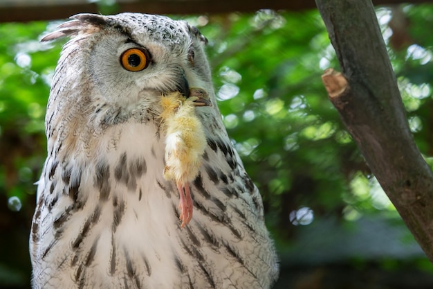 Búho real siberiano con presa en el pico Bubo bubo sibiricus el búho más grande del mundo