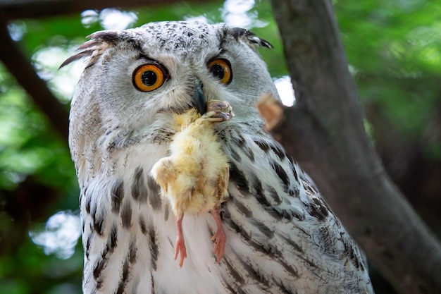 Búho real siberiano con presa en el pico Bubo bubo sibiricus el búho más grande del mundo