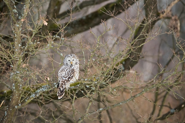 Búho Ural descansando sobre un árbol en la naturaleza invernal del bosque