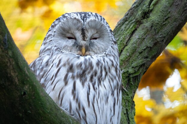 Búho Ural Strix uralensis Búho nocturno sentado en la rama de un árbol en el bosque de otoño