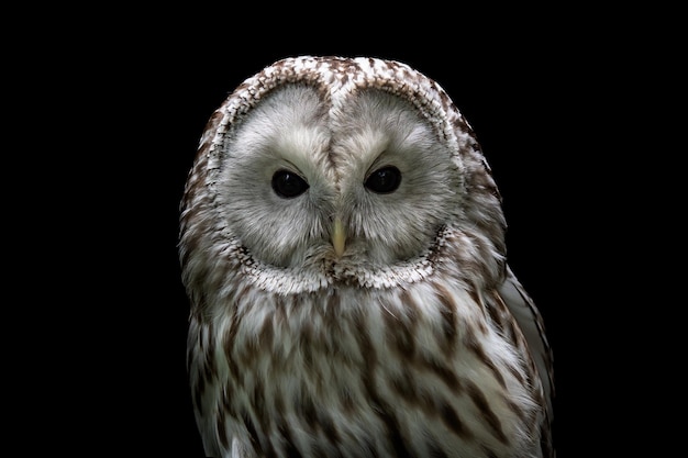 Búho Ural Strix uralensis Búho nocturno sobre fondo negro