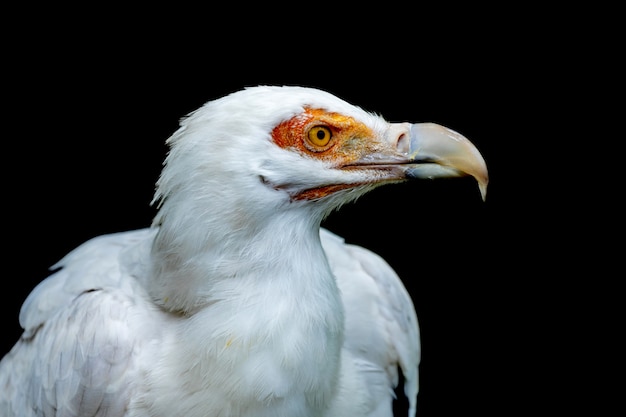 Buitre africano blanco con ojos naranjas