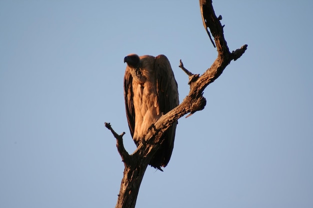 Buitre en un árbol en Sudáfrica