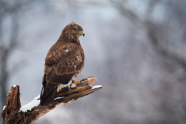 Buitre común sentado en una rama nevada en el bosque de invierno