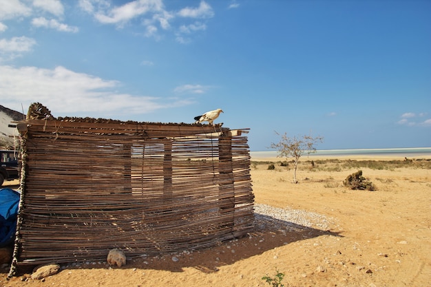 El buitre en la costa del océano Índico, la isla de Socotra, Yemen