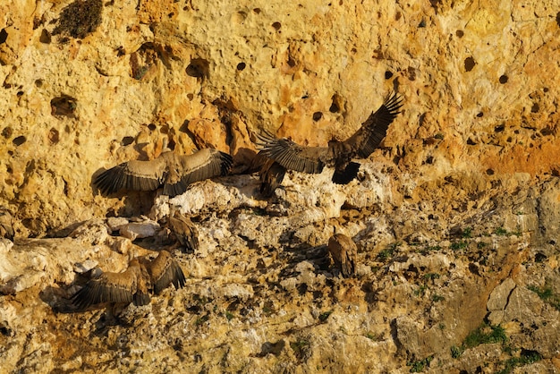 Buitre leonado aterrizando en roca de granito en el sol de primera hora de la mañana