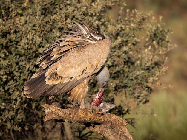 Foto buitre leonado gyps fulvus buitre comiendo carroña